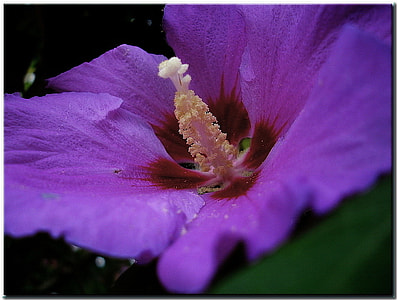 purple and red rose mallow flower thumbnail