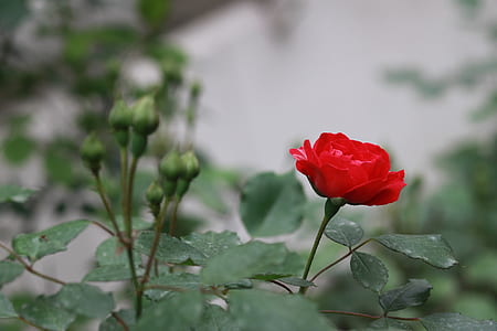 shallow focus photography of red rose thumbnail