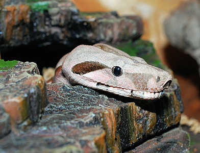 Snake, Boa Constrictor Imperator thumbnail