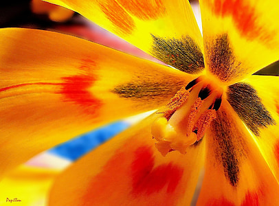 yellow and orange flower thumbnail
