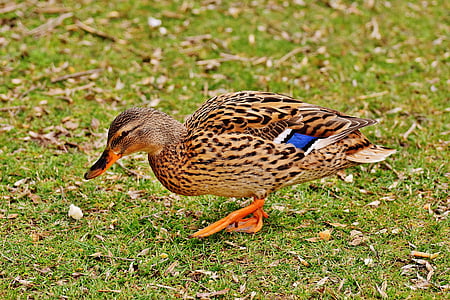 mallard duck walking on green grass during daytime thumbnail