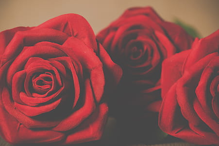 three red rose flowers thumbnail