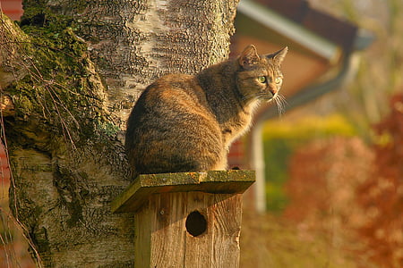 short-coated brown and white cat sitting on brown panel thumbnail