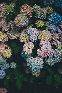 close up photo on blue-yellow-blue hydrangeas thumbnail