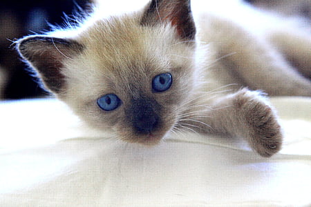 short-fur gray kitten thumbnail