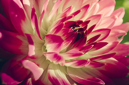 close up photography of white and pink Dahlia flower thumbnail