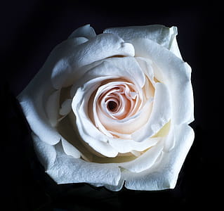 White Rose Close Up Photo thumbnail