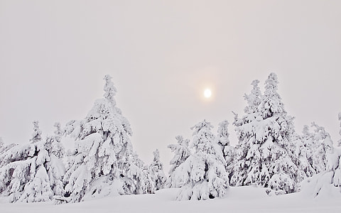 tree covered by snow during daytime thumbnail