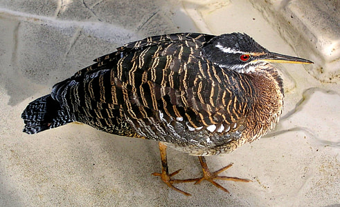 black and gray bird on gray surface thumbnail