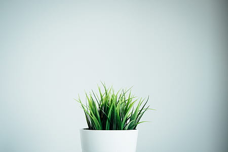 green leaf plant thumbnail