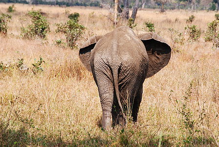elephant on grass field thumbnail