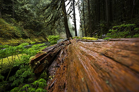 brown tree log surrounded by plants thumbnail