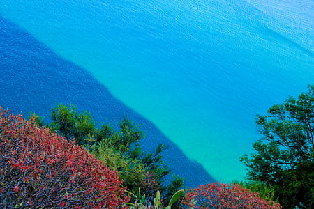 Green Trees thumbnail
