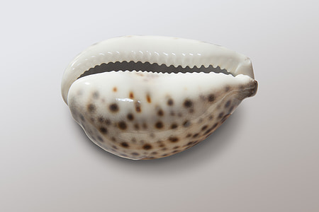 white and beige shell thumbnail