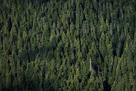 aerial photo of green leafed trees thumbnail