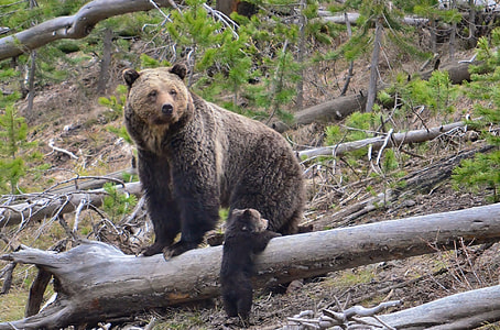 grizzly bear with cub in wilderness thumbnail