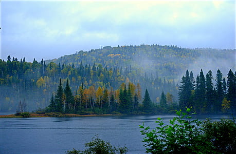 green trees photography thumbnail