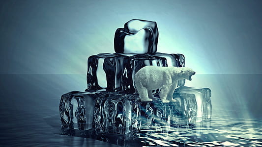photography of white polar bear on iced cubes thumbnail