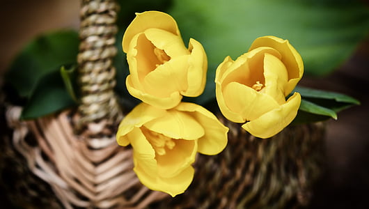yellow petaled flowers thumbnail