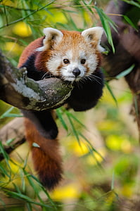 Red Panda on tree branch thumbnail