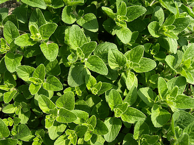 green leafed plant thumbnail