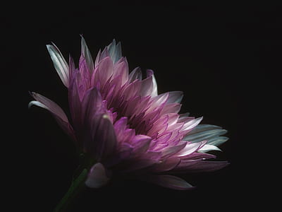 pink and white petaled flower thumbnail
