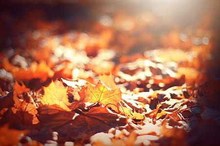 brown withered leafed thumbnail