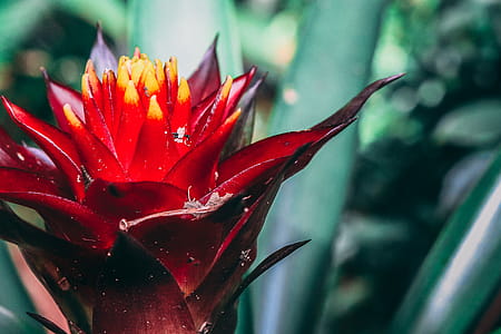 Macro Photography of Red Flower thumbnail