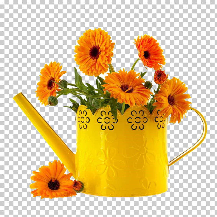 Mexican Marigold Flower Calendula Officinalis Stock Photography