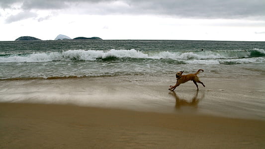dog running on seashore at daytime thumbnail