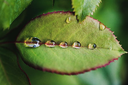 Five Dew Drops on Green Leaf thumbnail