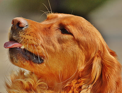 adult red retriever thumbnail