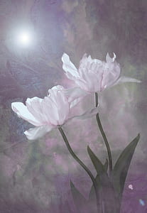 two white flowers painting thumbnail