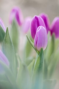 purple flowers with green leaves thumbnail