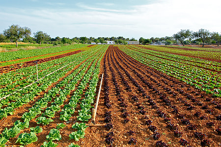 green leafed plant field thumbnail