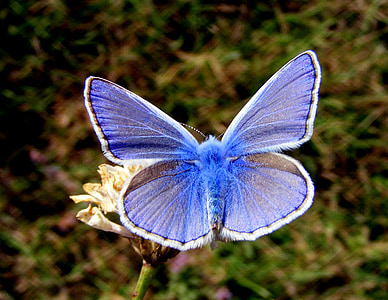 white and blue silver-studded butterfly thumbnail