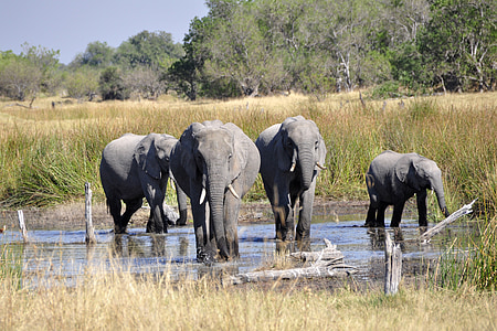four gray elephants thumbnail