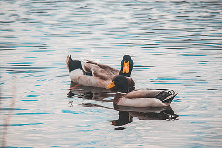 two brown goose on body of water thumbnail