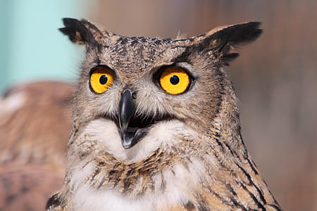 macro photography of brown owl thumbnail
