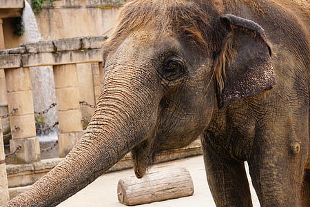 close up photo of elephant at daytime thumbnail