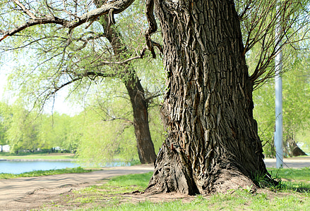 gray tree trunk on green grass lawn thumbnail