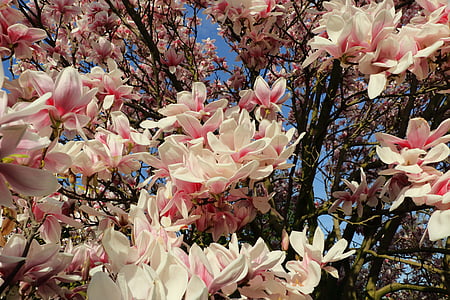 white-and-pink flowering tree thumbnail