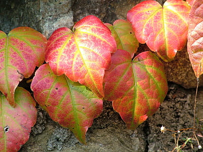 red and green leafed plant thumbnail