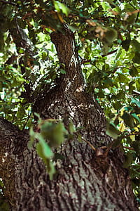 Tree Trunk thumbnail