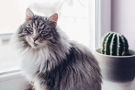 long-fur gray and white cat in front of cactus plant thumbnail
