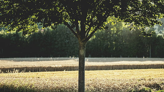 nature, forest, trees, agriculture thumbnail