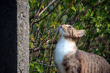 calico cat looking up beside chain link fence thumbnail
