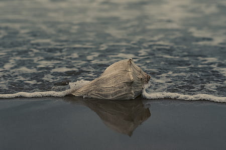 Grey Conch Shell on Shore thumbnail