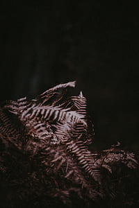 selective focus photography of fern plants thumbnail