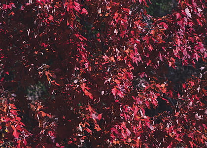 Focus Photography Red Leaf Tree thumbnail